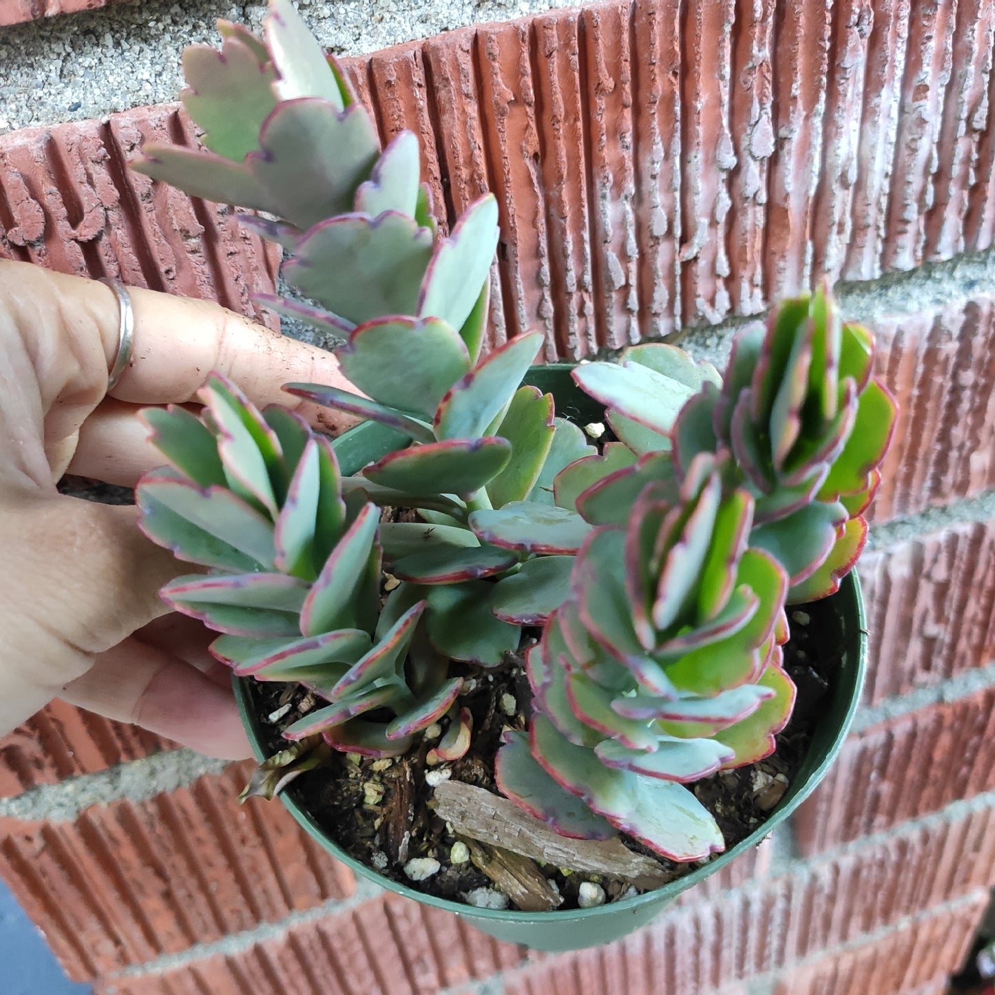 Kalanchoe fedtschenkoi 'Majestic Scallops'