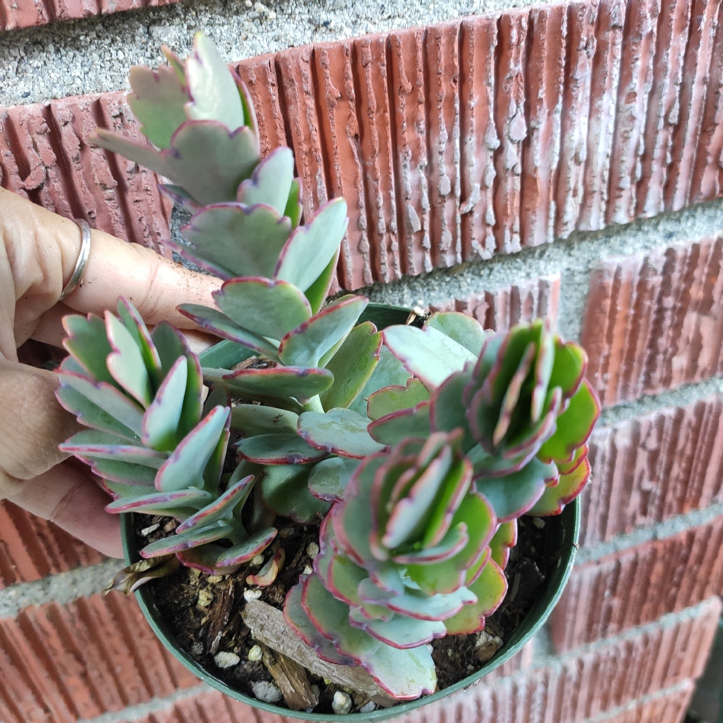 Kalanchoe fedtschenkoi 'Majestic Scallops'