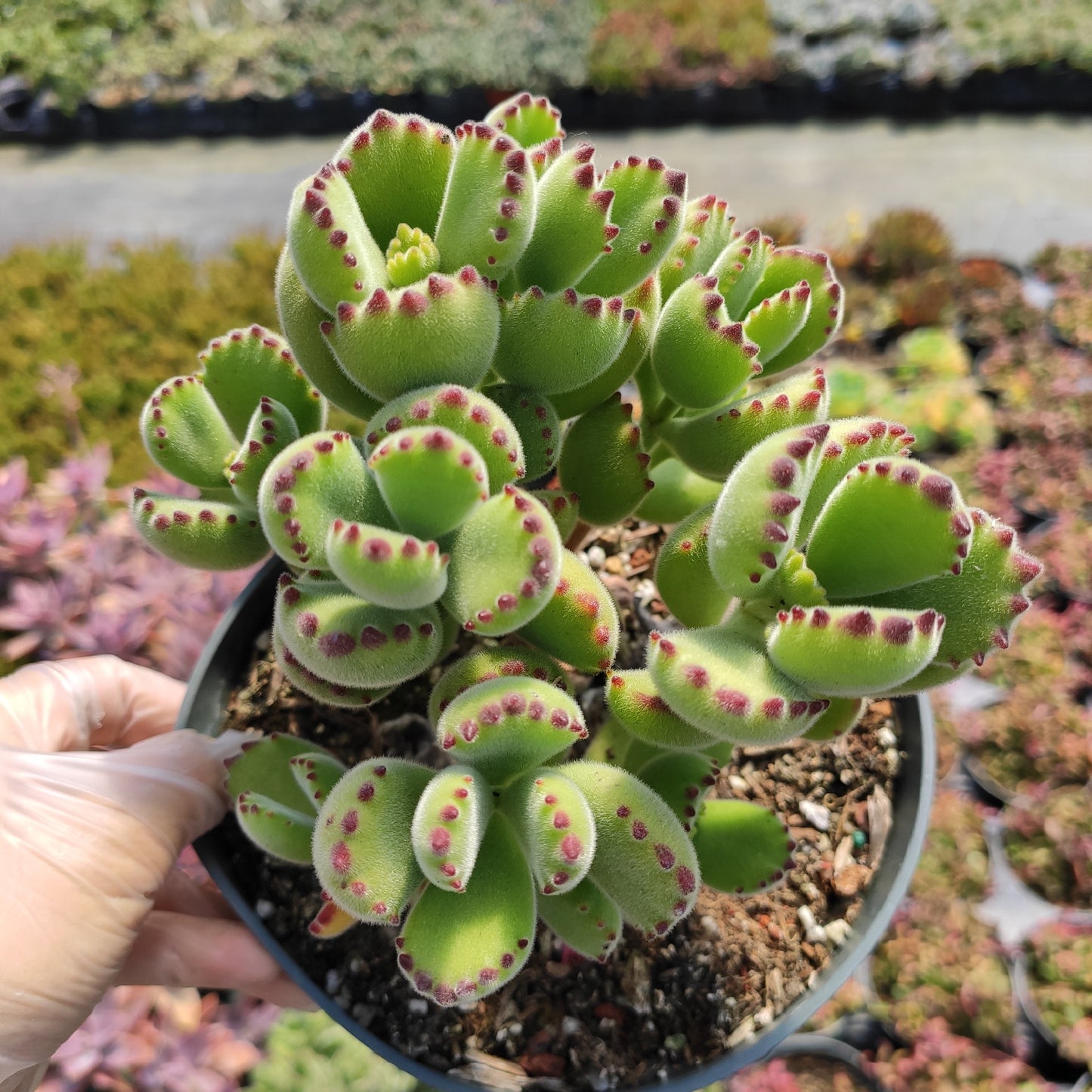 Cotyledon tomentosa Bear's Paw
