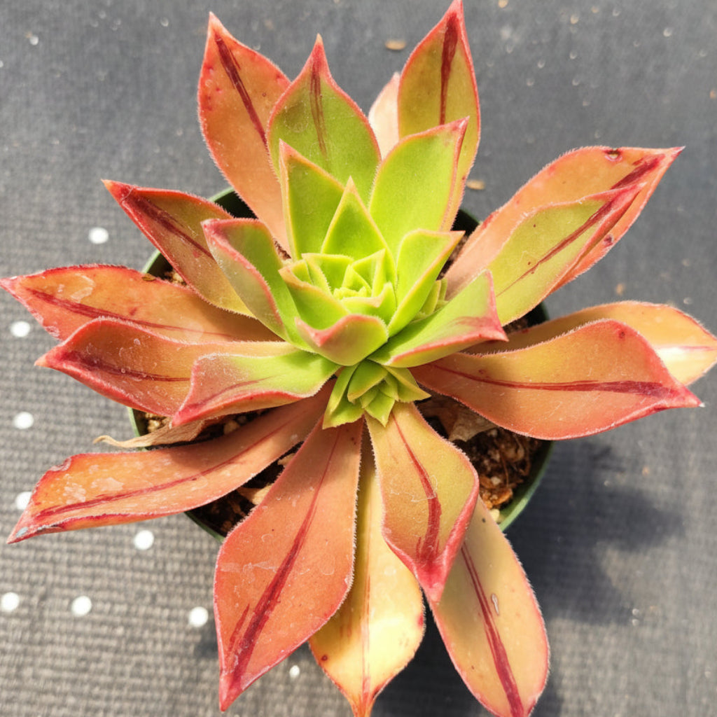 Aeonium leucoblepharum
