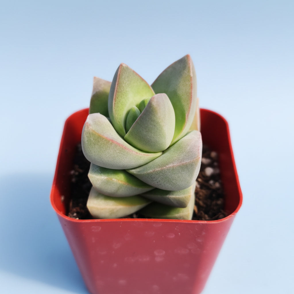 Crassula 'Moonglow'