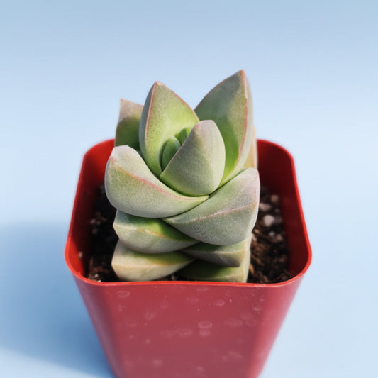 Crassula 'Moonglow'