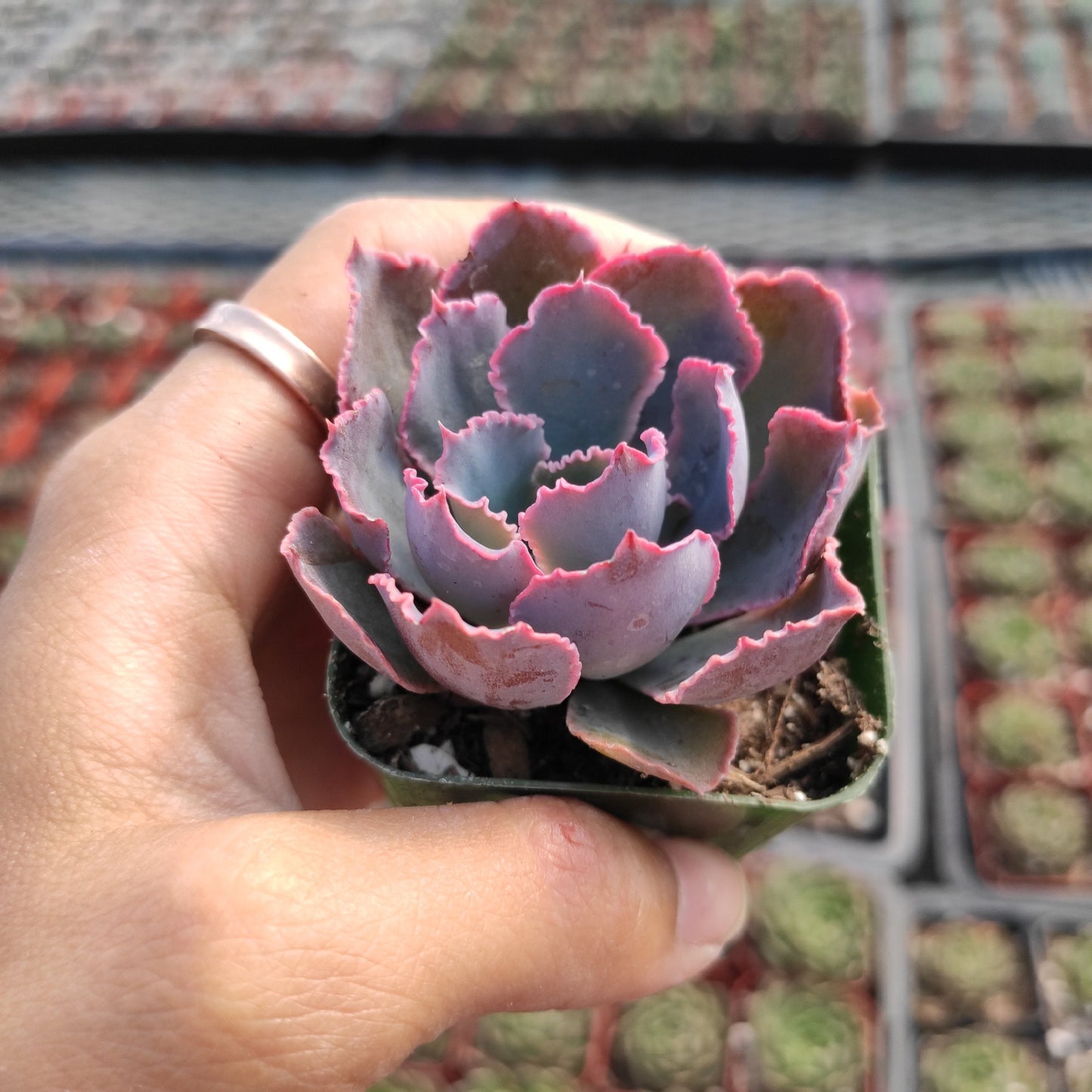 Echeveria 'Neon Breakers'