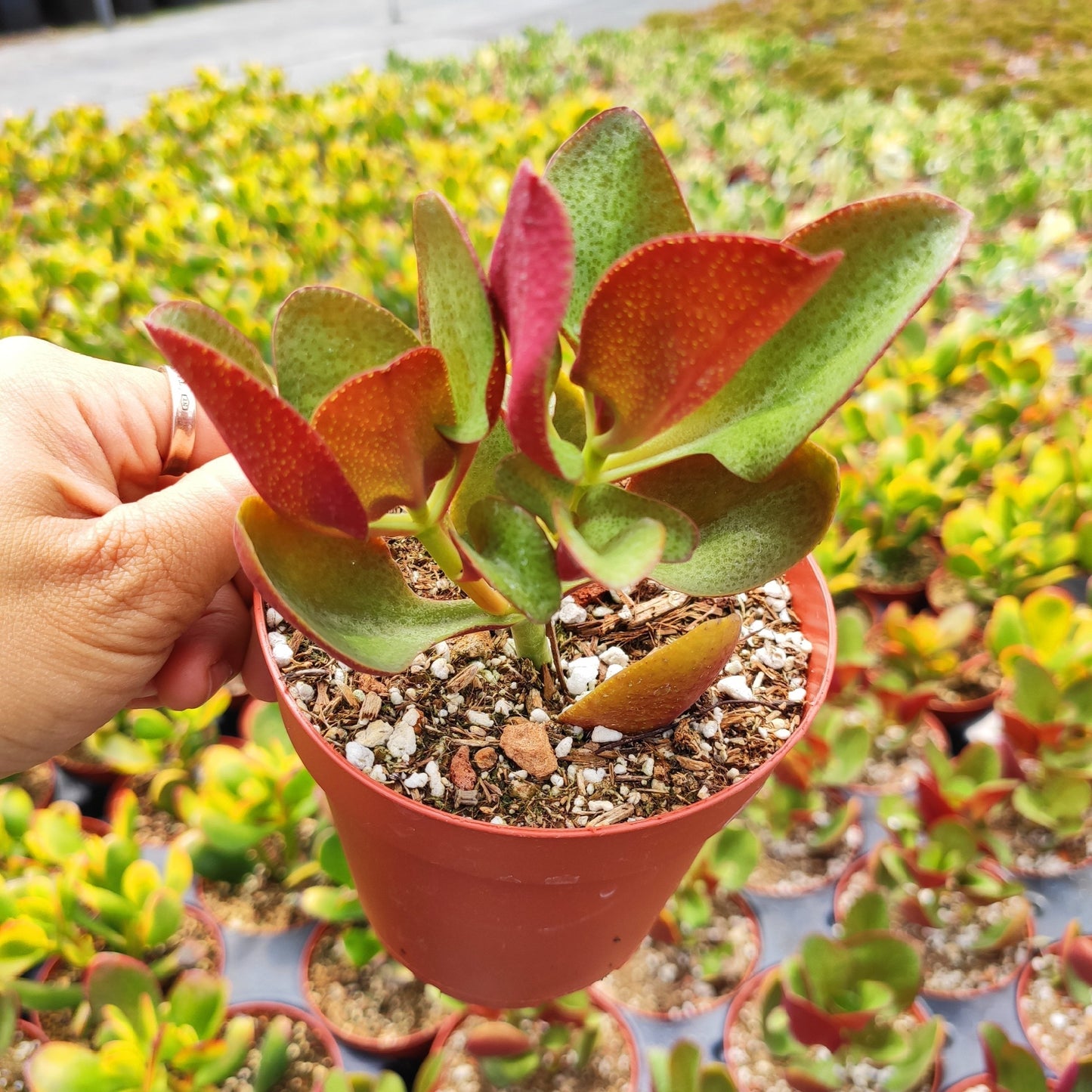 Crassula streyi 'Pondo Cliff'
