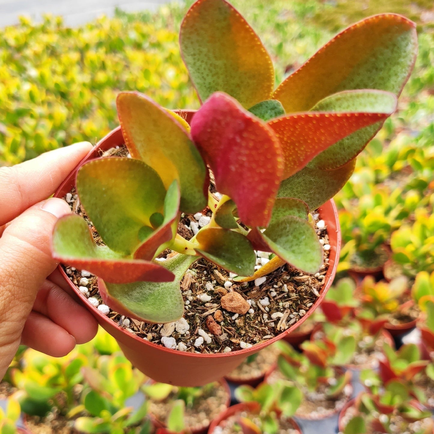 Crassula streyi 'Pondo Cliff'