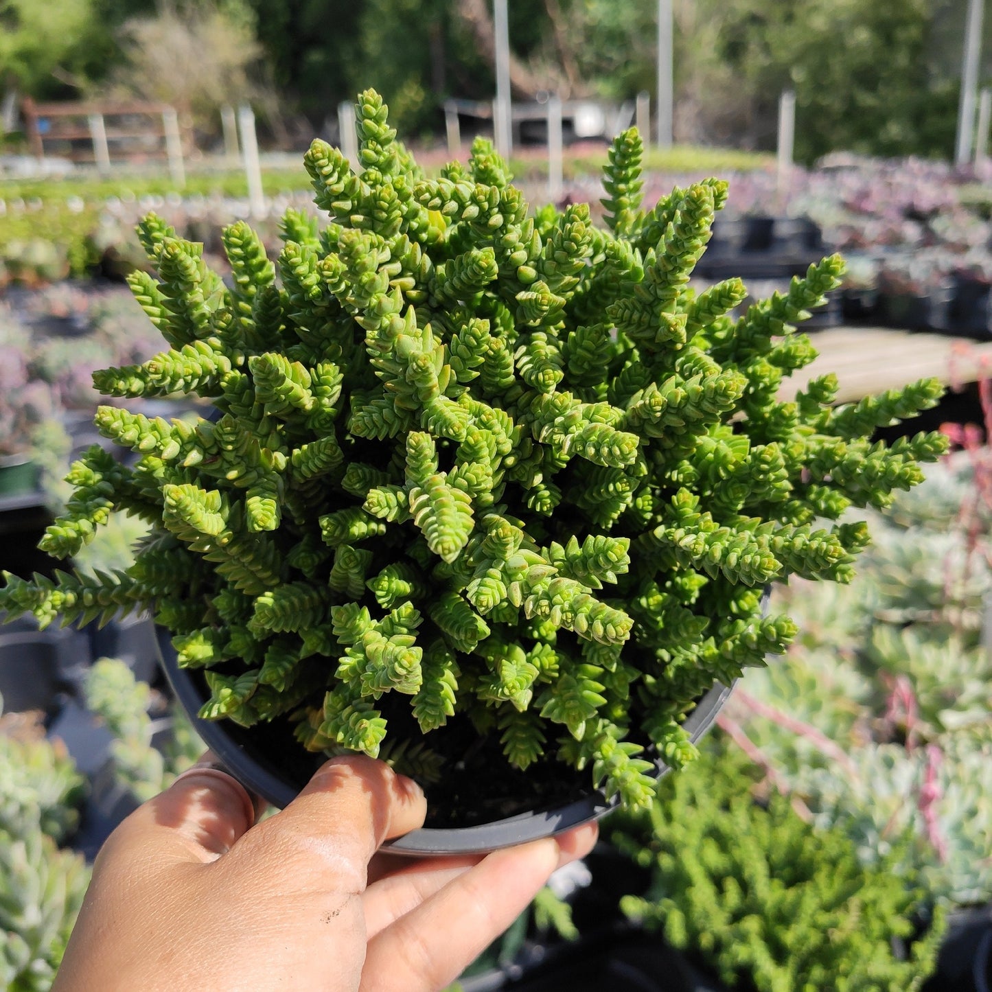 Crassula imperialis 'Giant Watch Chain'