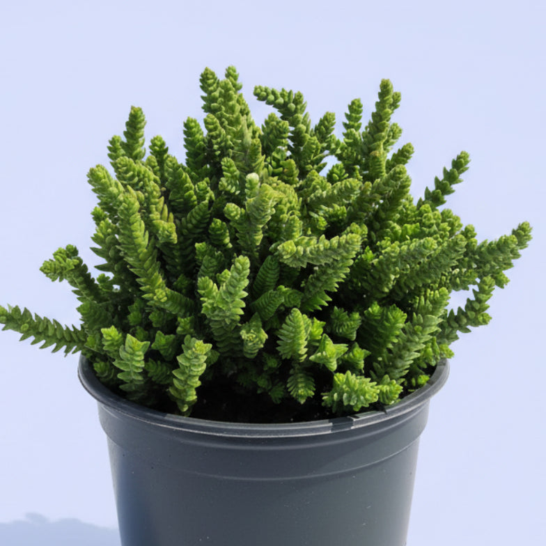 Crassula imperialis 'Giant Watch Chain'