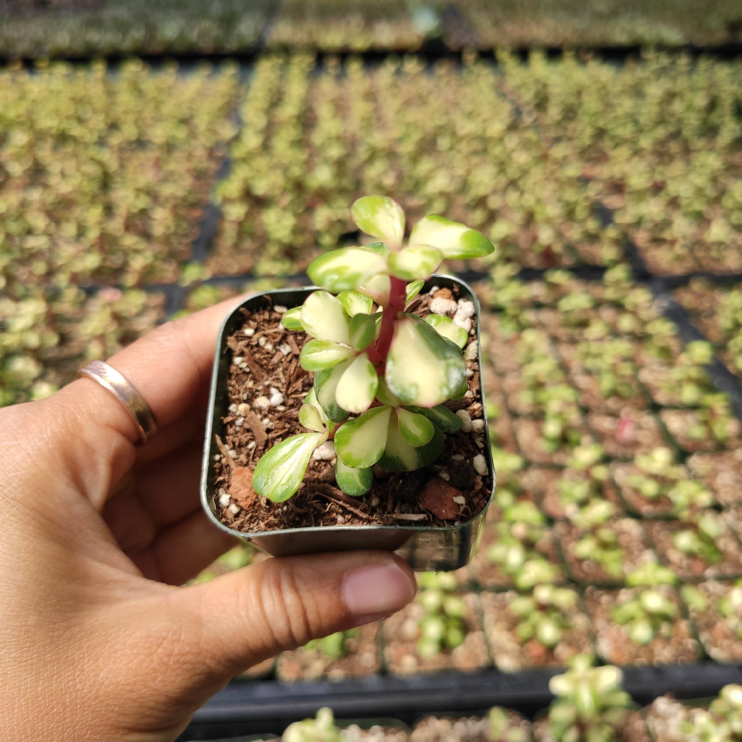 Portulacaria afra 'Elephant Bush'