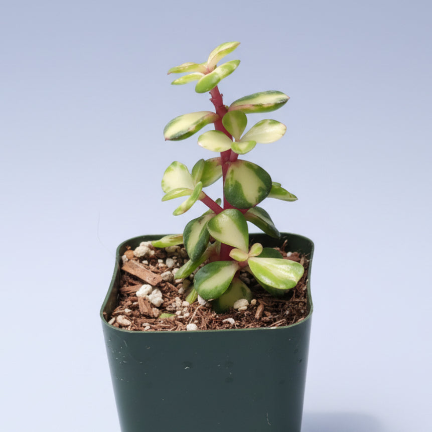 Portulacaria afra 'Elephant Bush'