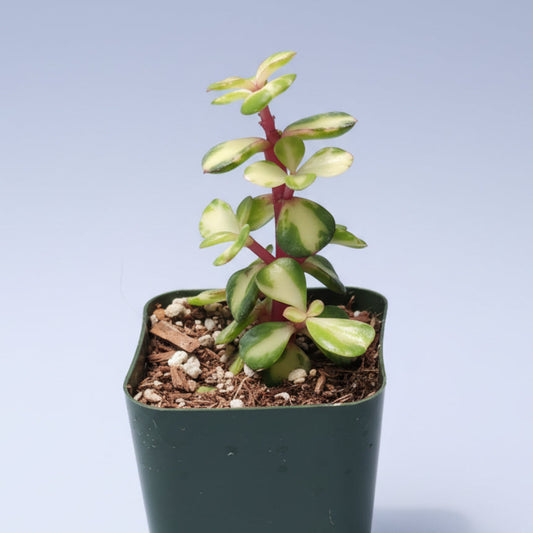 Portulacaria afra 'Elephant Bush'