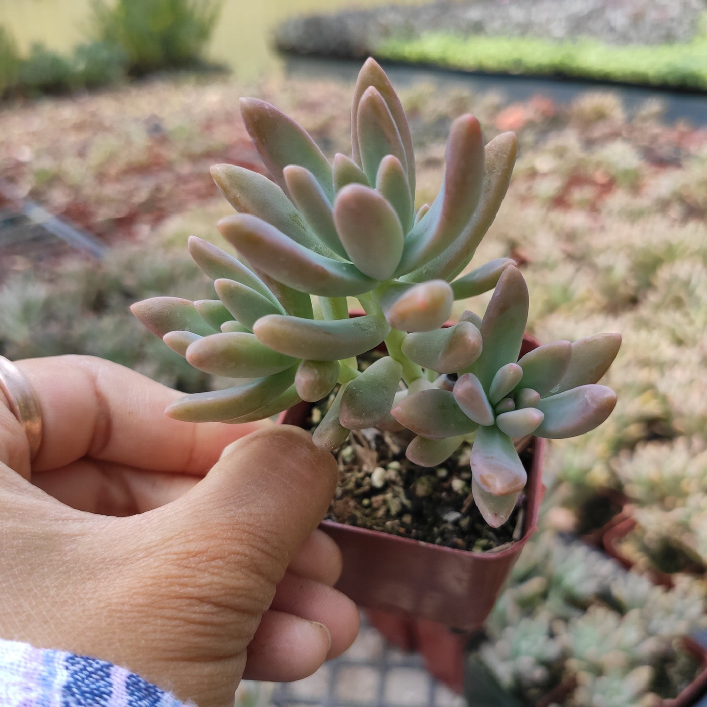 Graptosedum 'Francesco Baldi'