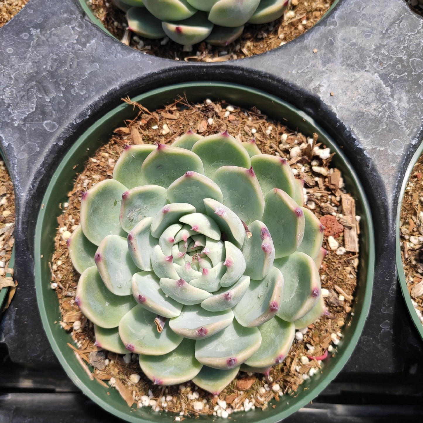 Echeveria colorata
