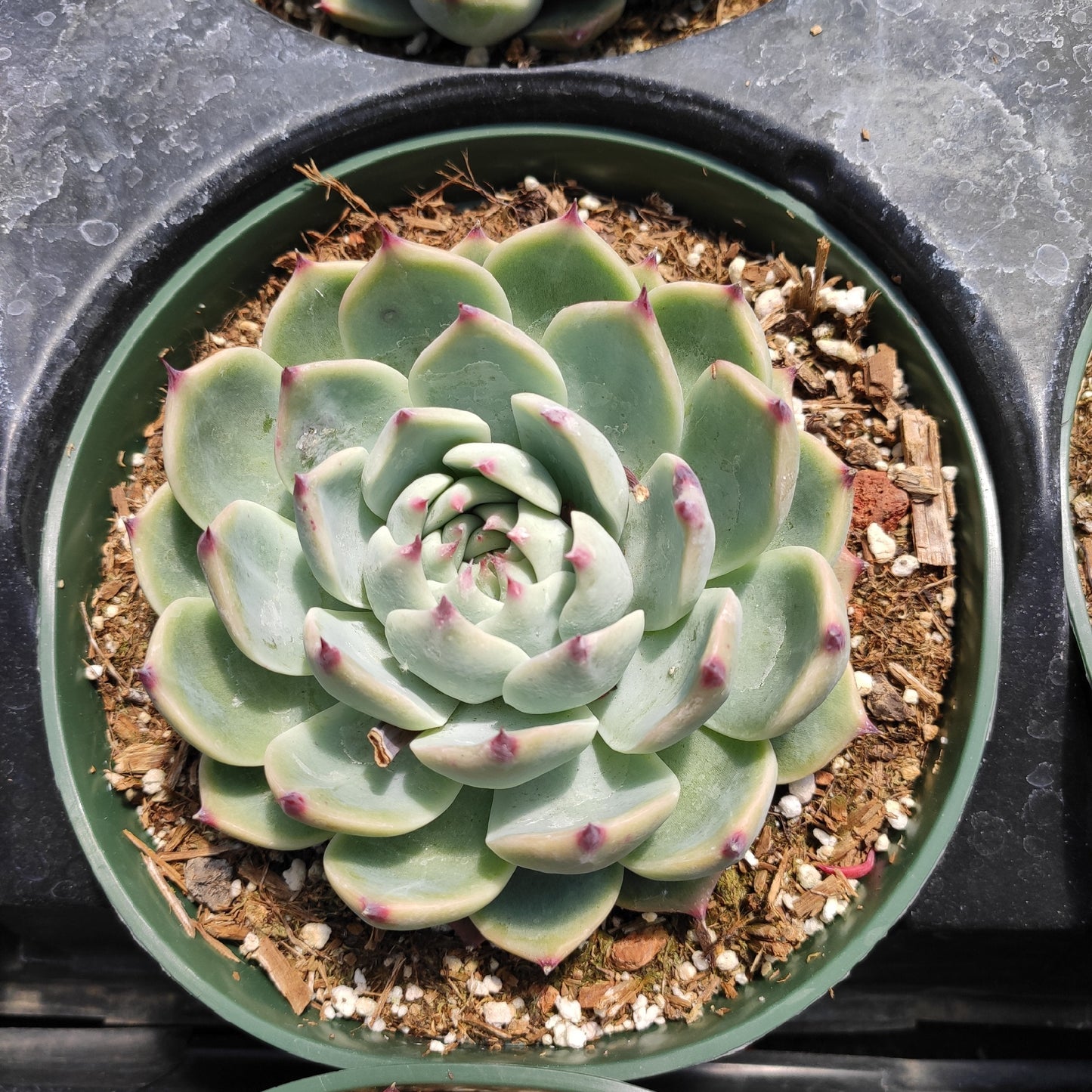 Echeveria colorata