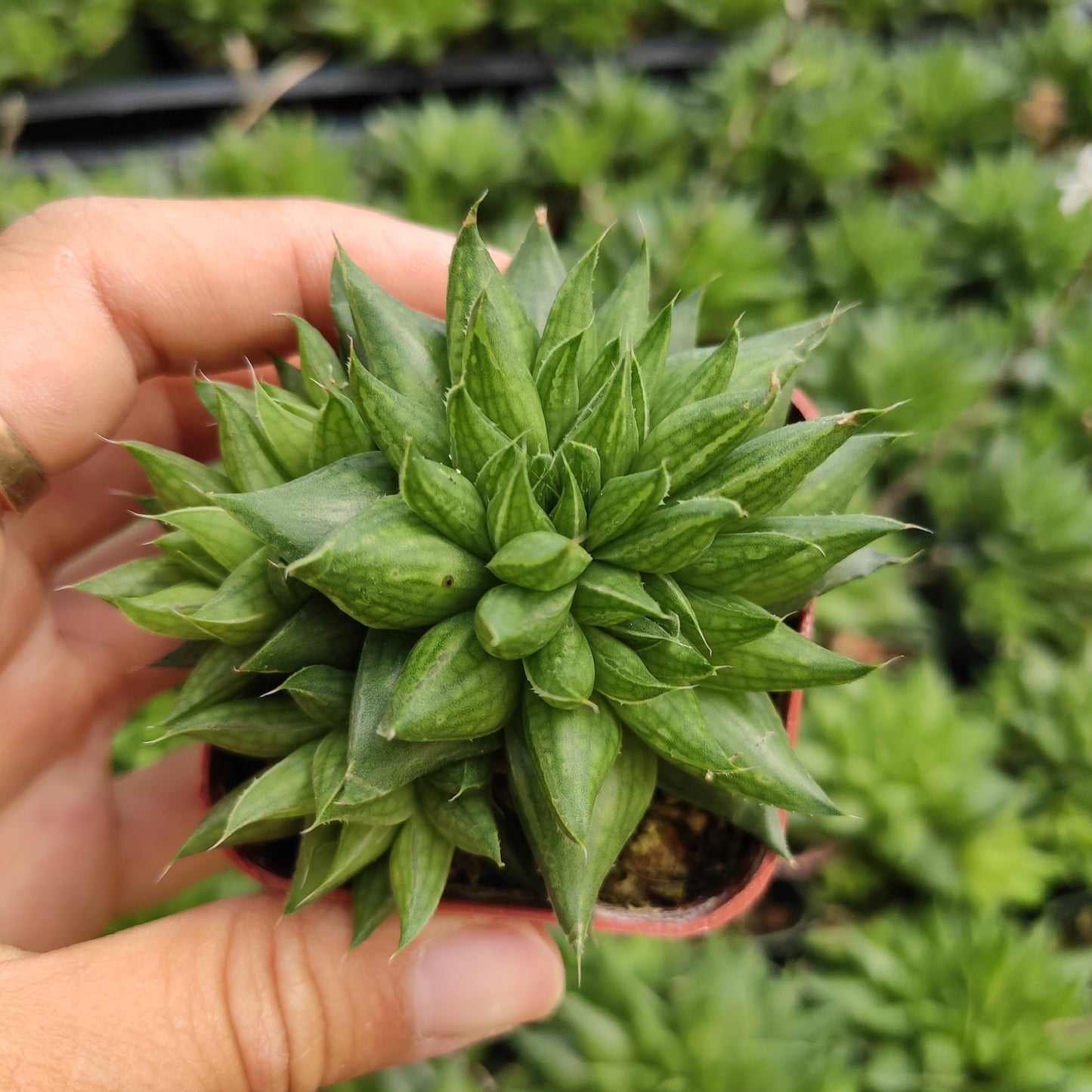 Haworthia marumiana var. batesiana