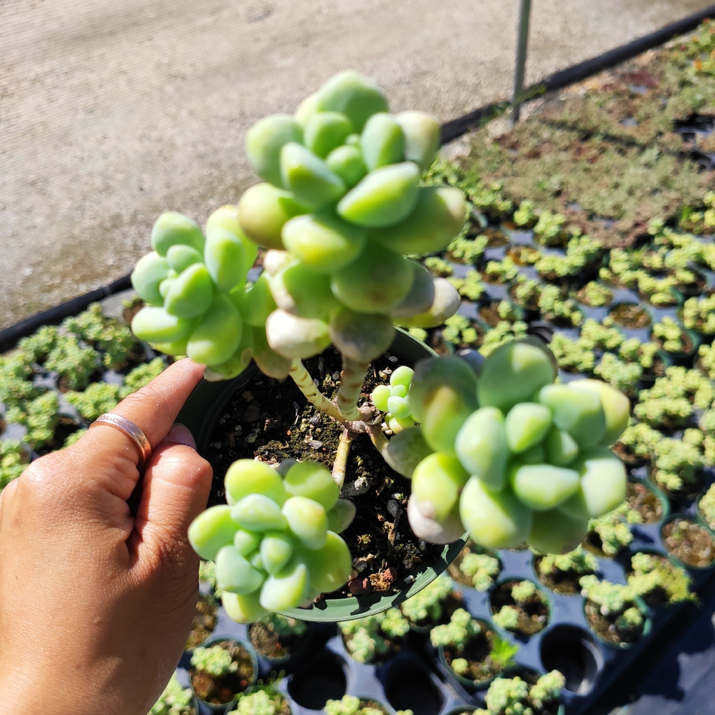 Sedum treleasei