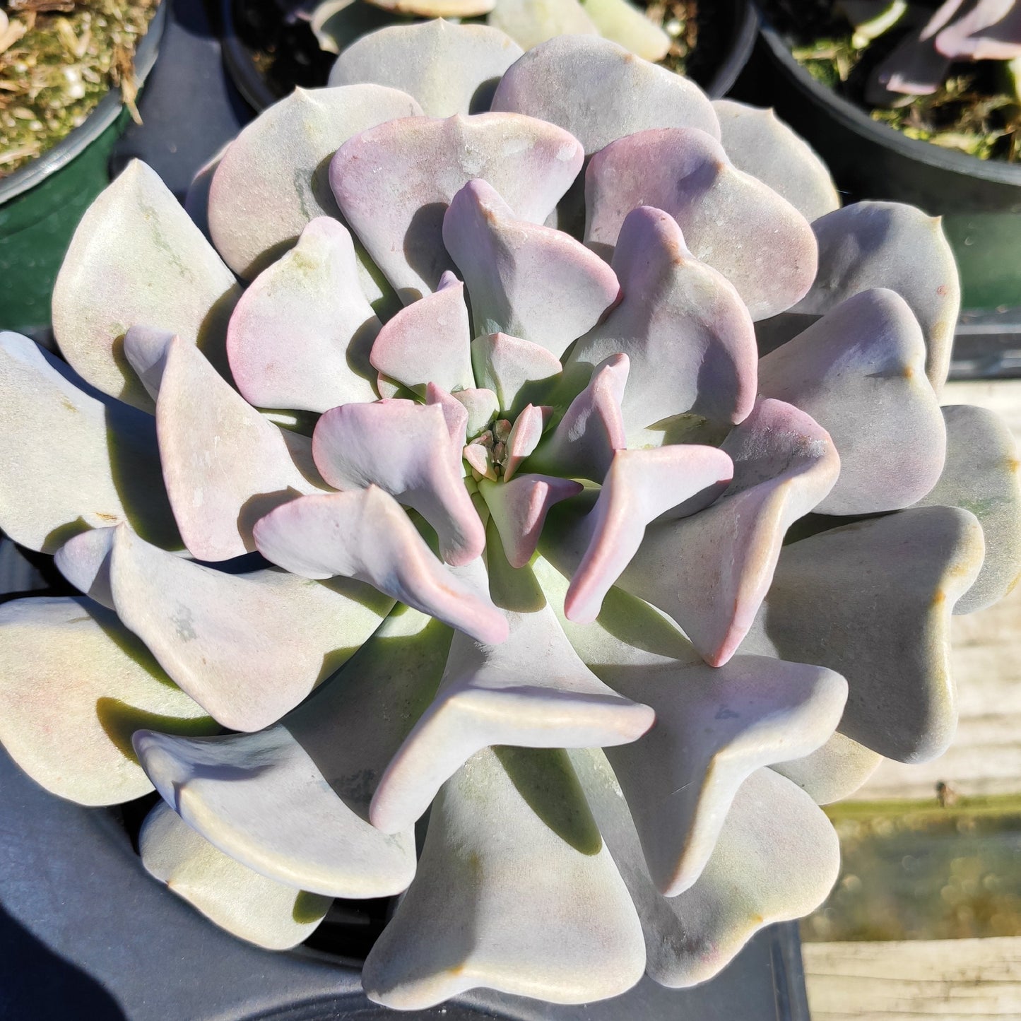 Echeveria 'Cubic Frost'