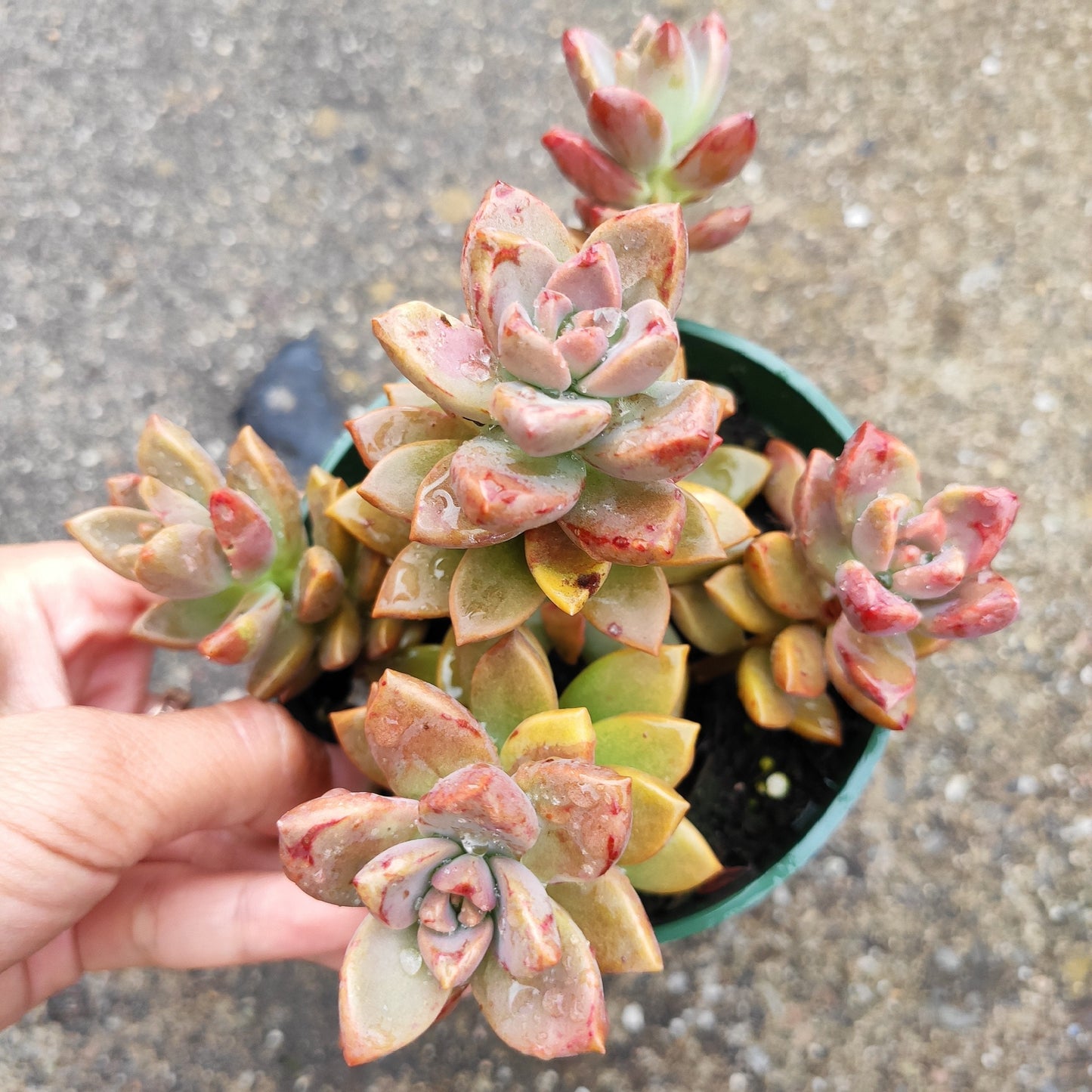 Graptosedum 'Alpenglow'