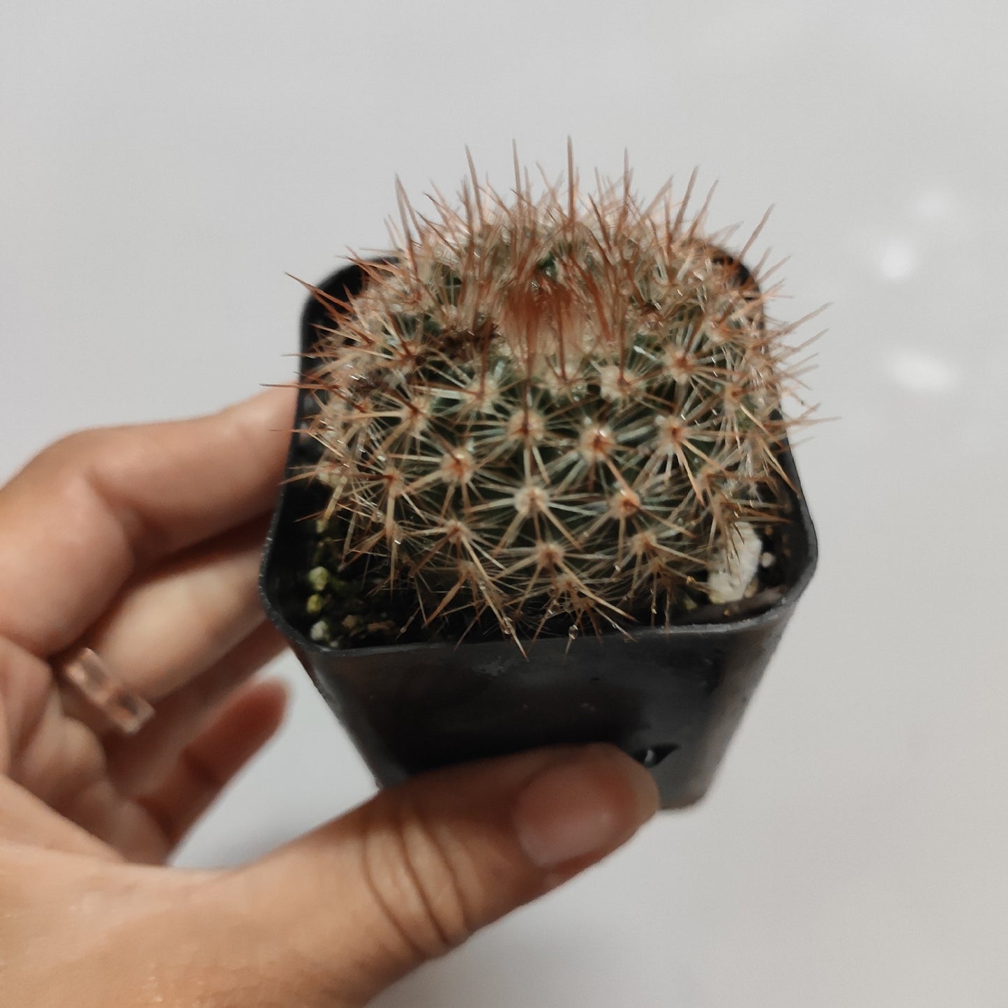 Mammillaria spinosissima Red Headed Irishman