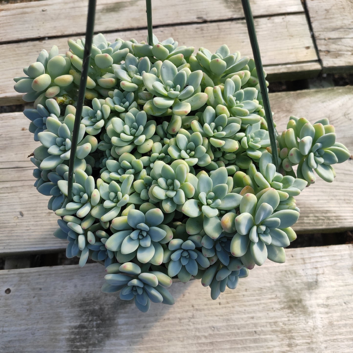 Sedum clavatum