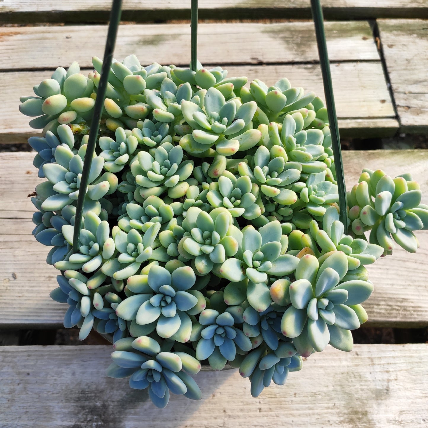 Sedum clavatum