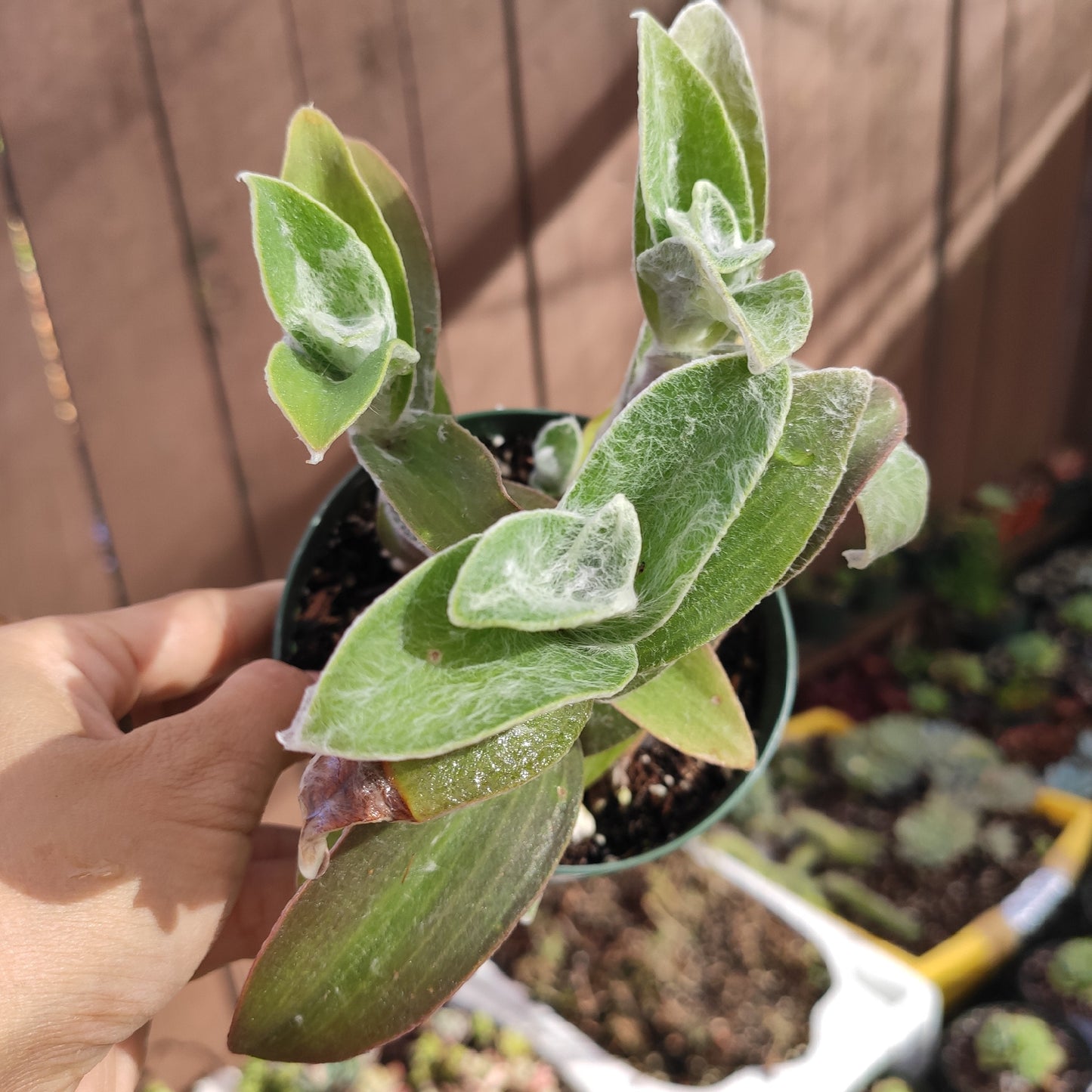 Tradescantia sillamontana 'White Velvet' Wandering Dude