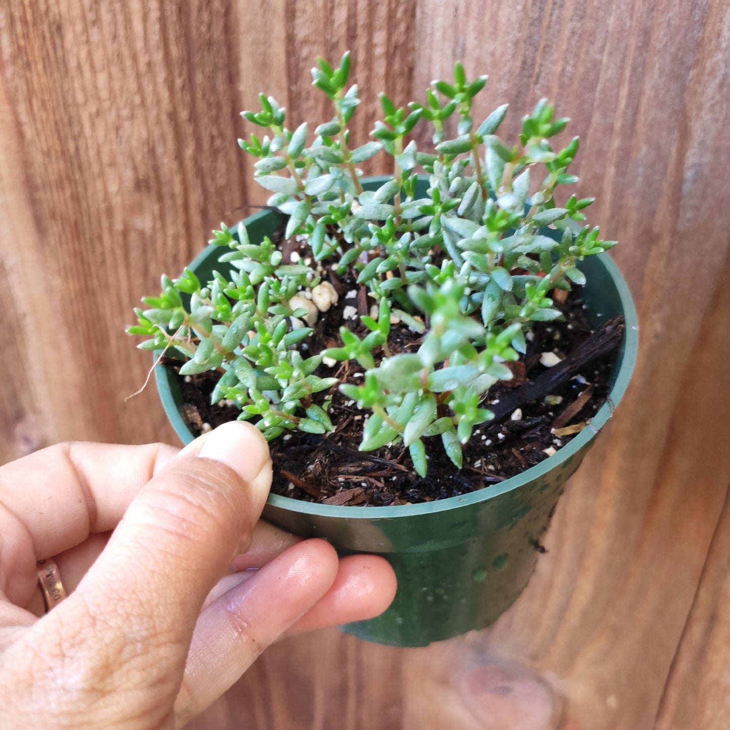 Crassula biplanata