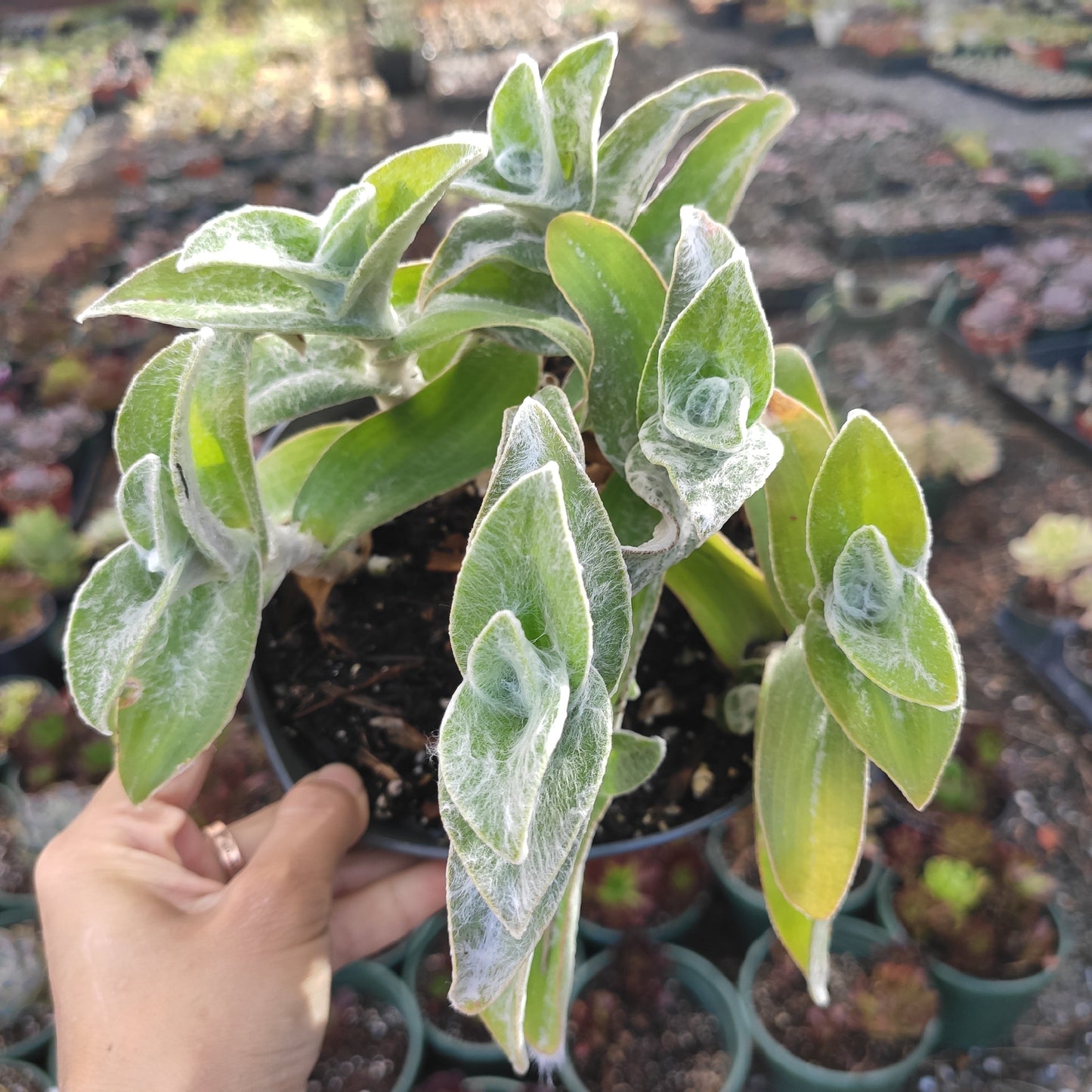 Tradescantia sillamontana 'White Velvet' Wandering Dude