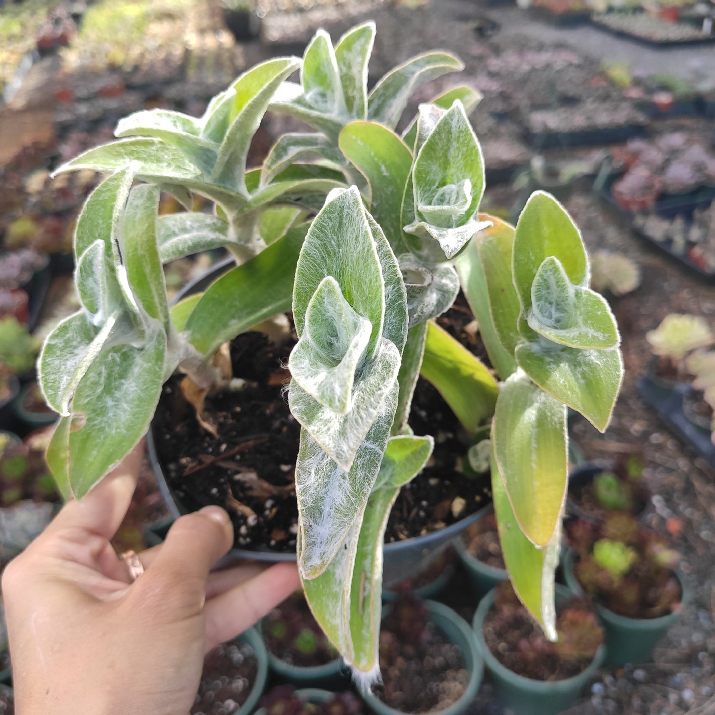 Tradescantia sillamontana 'White Velvet' Wandering Dude