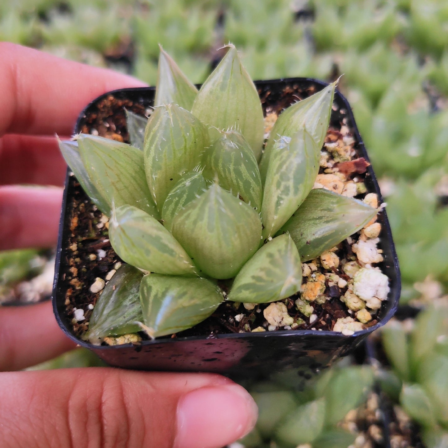 Haworthia cymbiformis 'Cathedral Window Haworthia'
