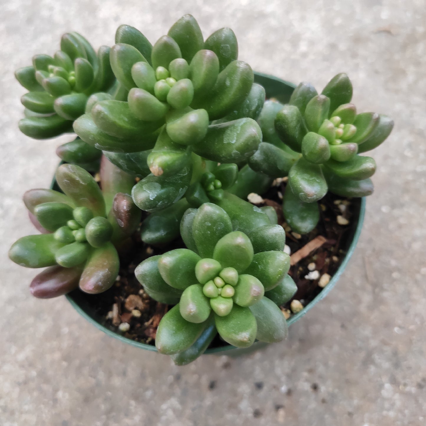 Sedum lucidum 'Obesum'