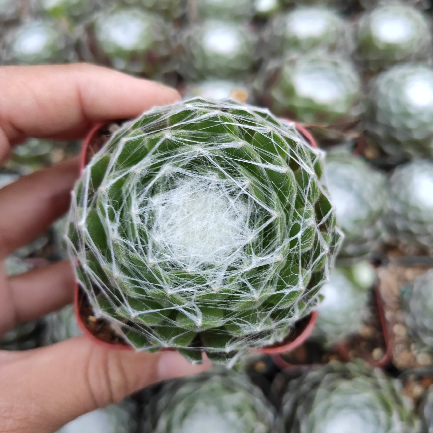 Sempervivum 'Hurricane'