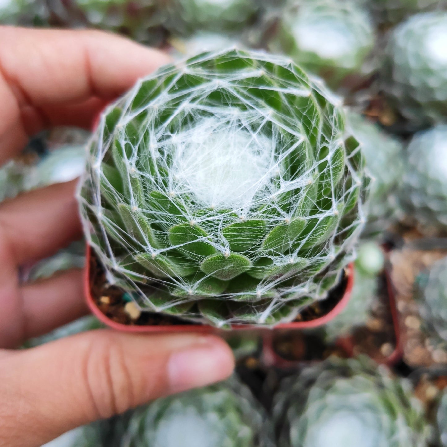 Sempervivum 'Hurricane'