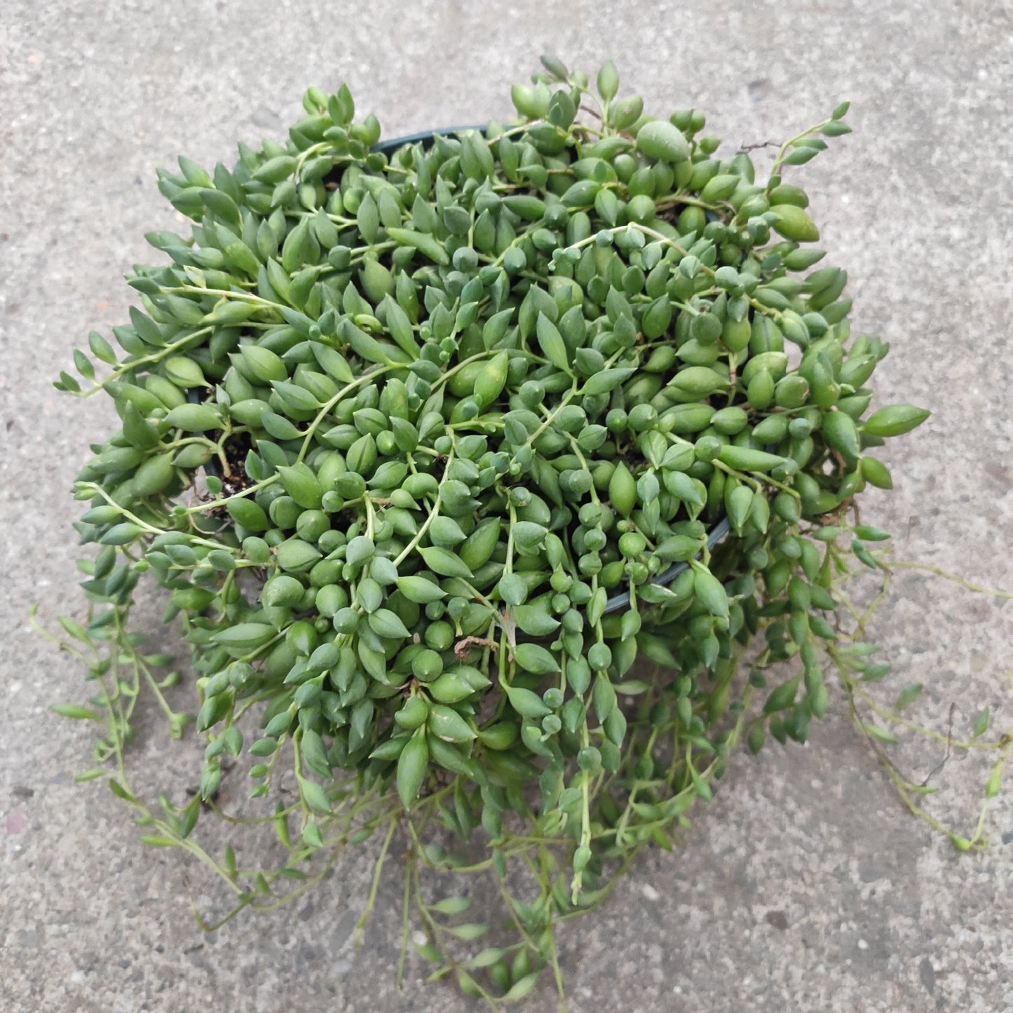 String of Raindrops Senecio Hybrid