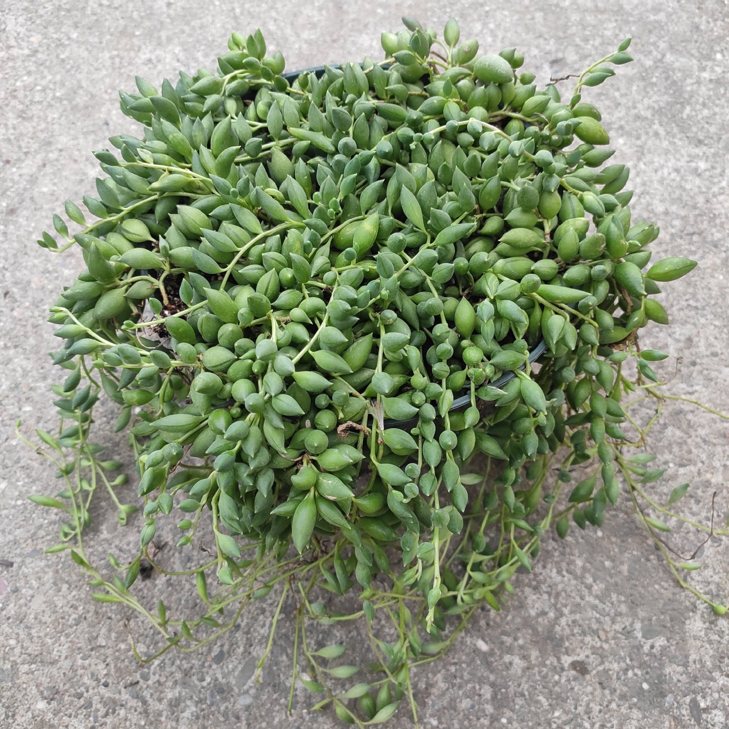 String of Raindrops Senecio Hybrid