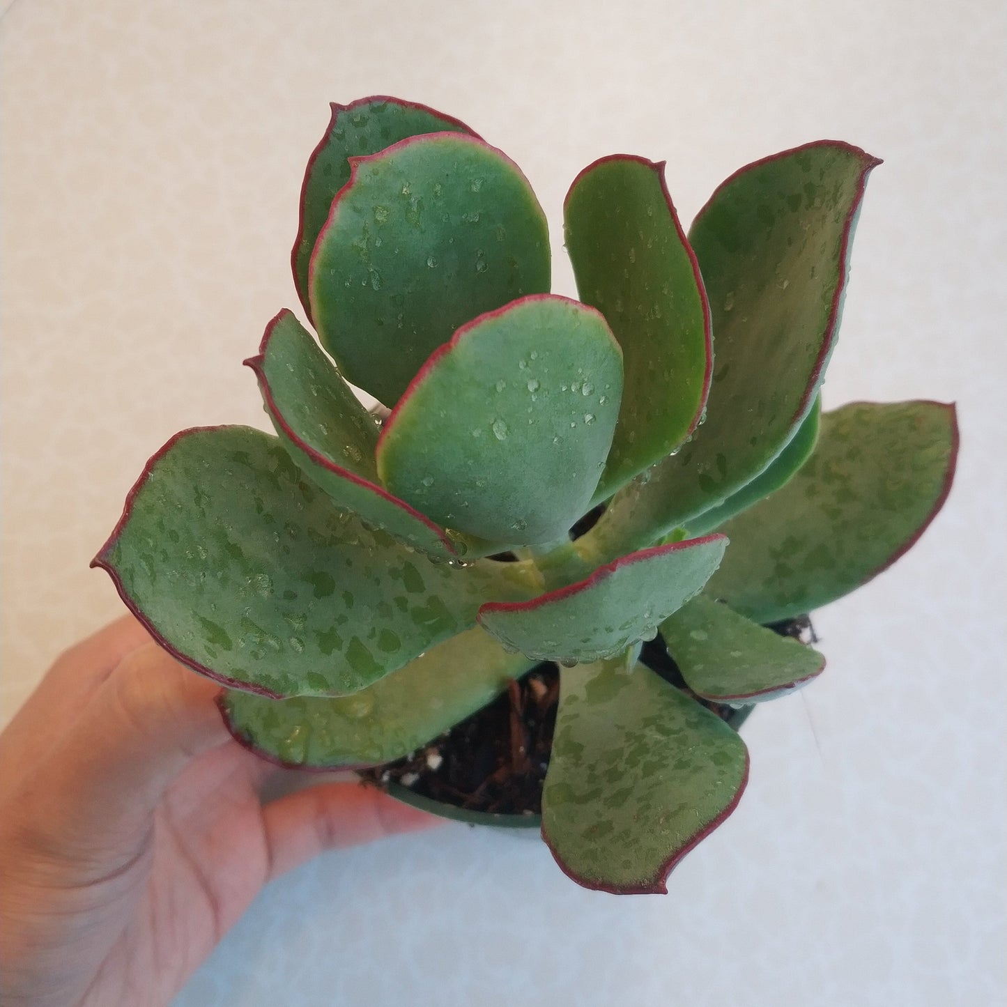 Cotyledon 'Mint Truffles'