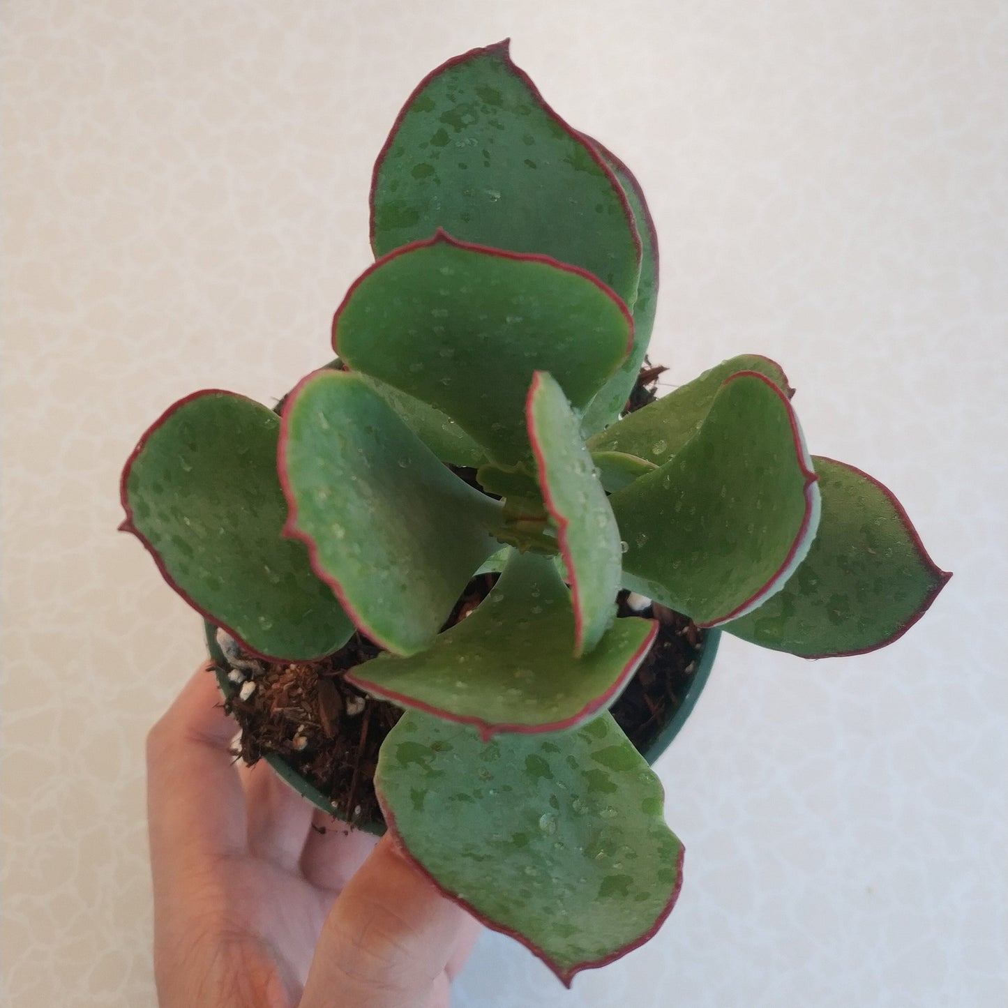 Cotyledon 'Mint Truffles'