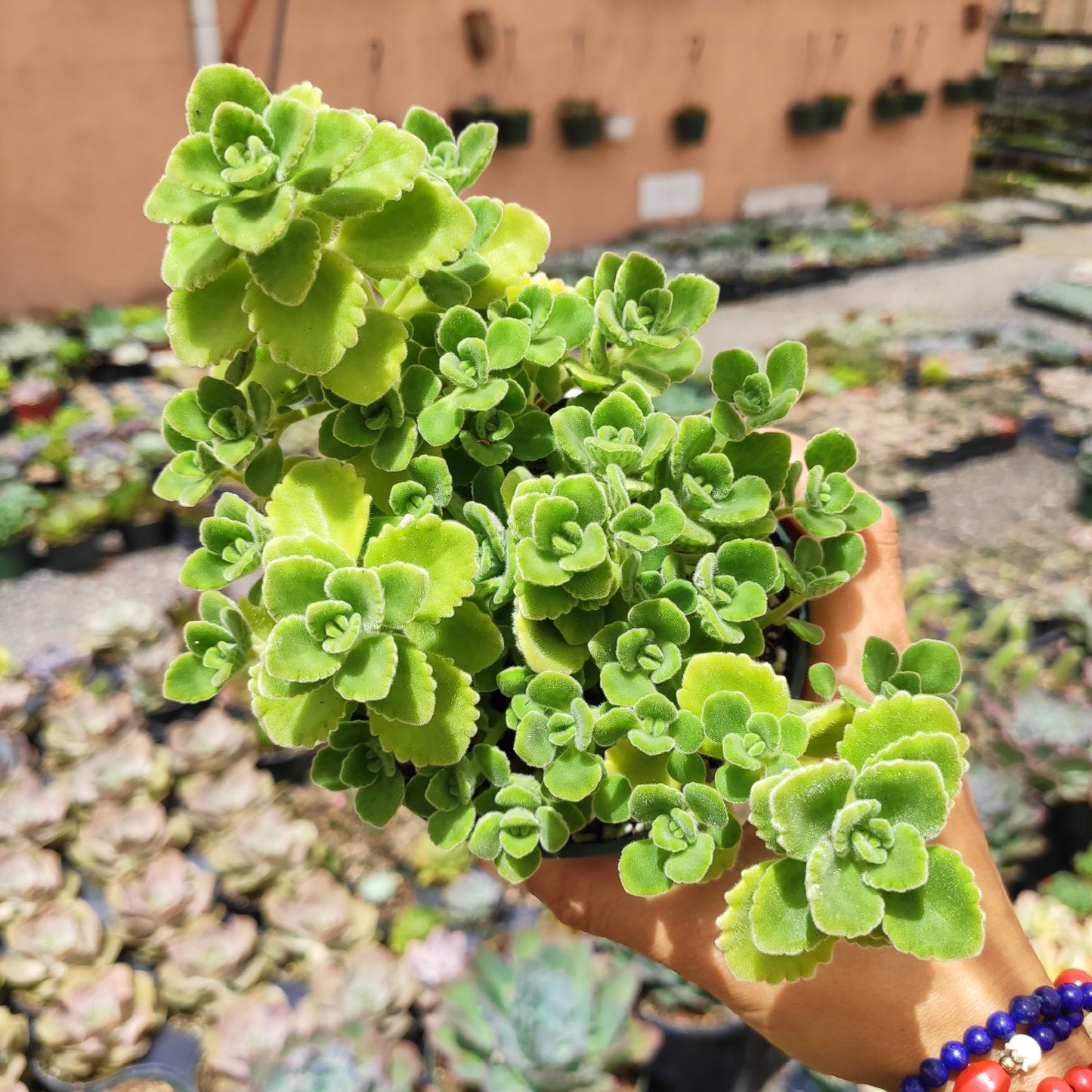 Plectranthus tomentosa - Vicks Plant