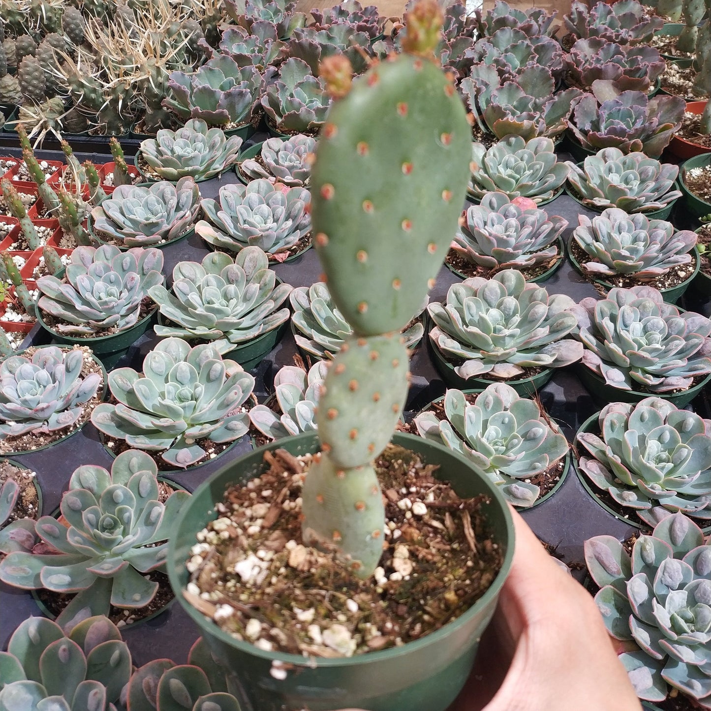 Opuntia santarita Santa Rita Purple Prickly Pear Cactus