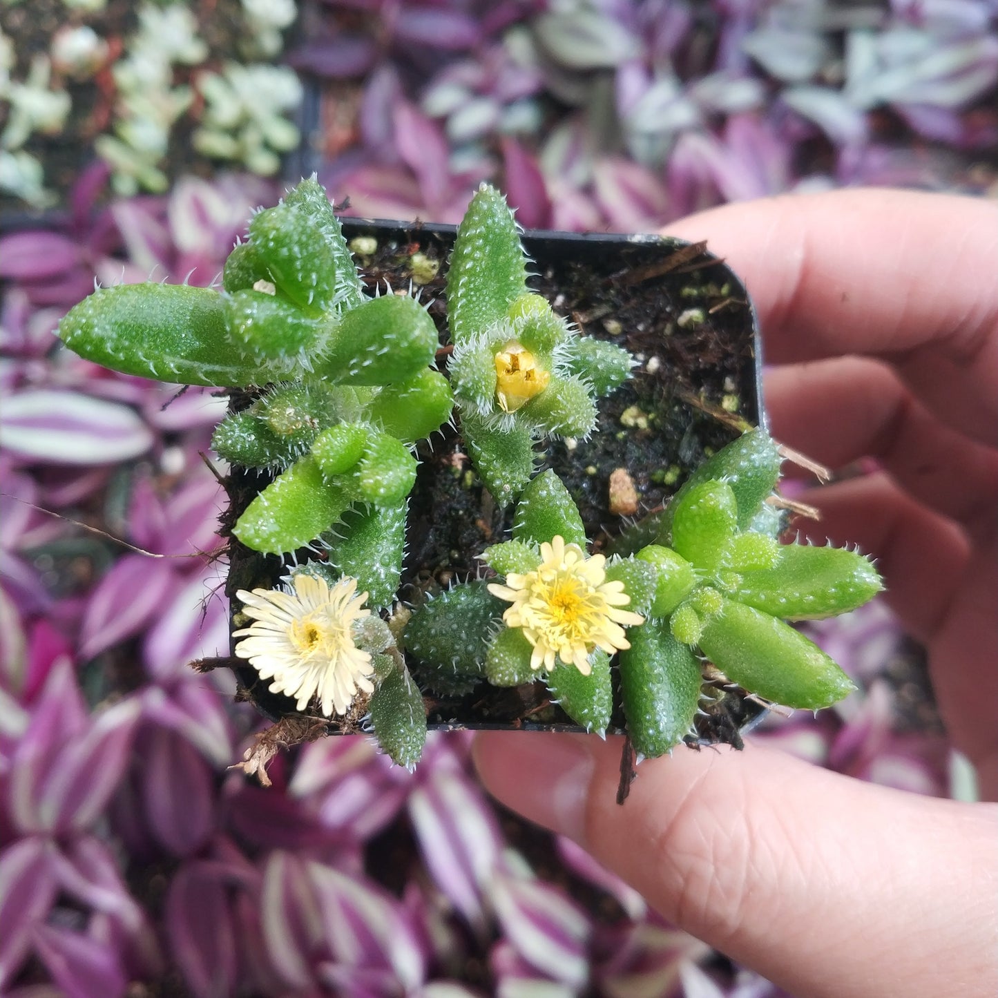 Delosperma echinatum - Pickle Plant