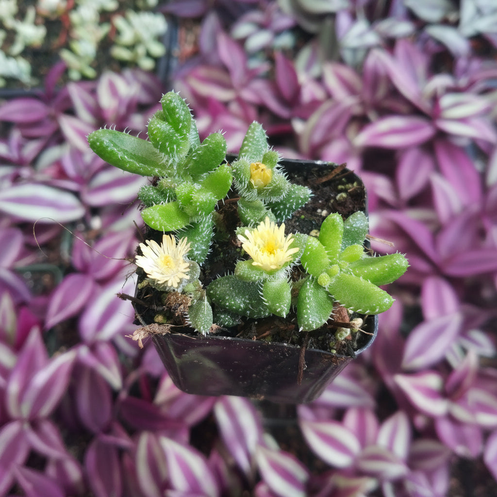 Delosperma echinatum - Pickle Plant