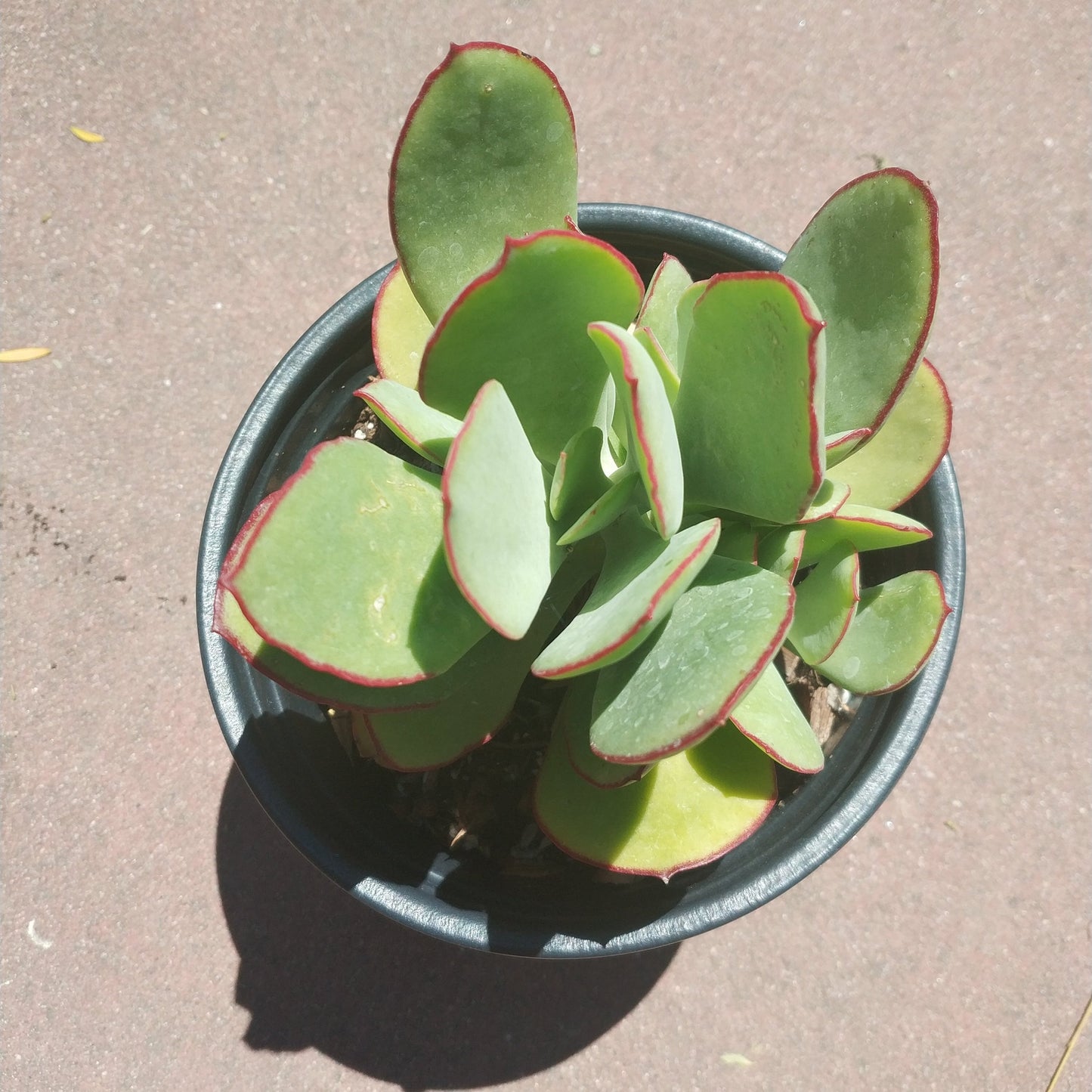 Cotyledon 'Mint Truffles'