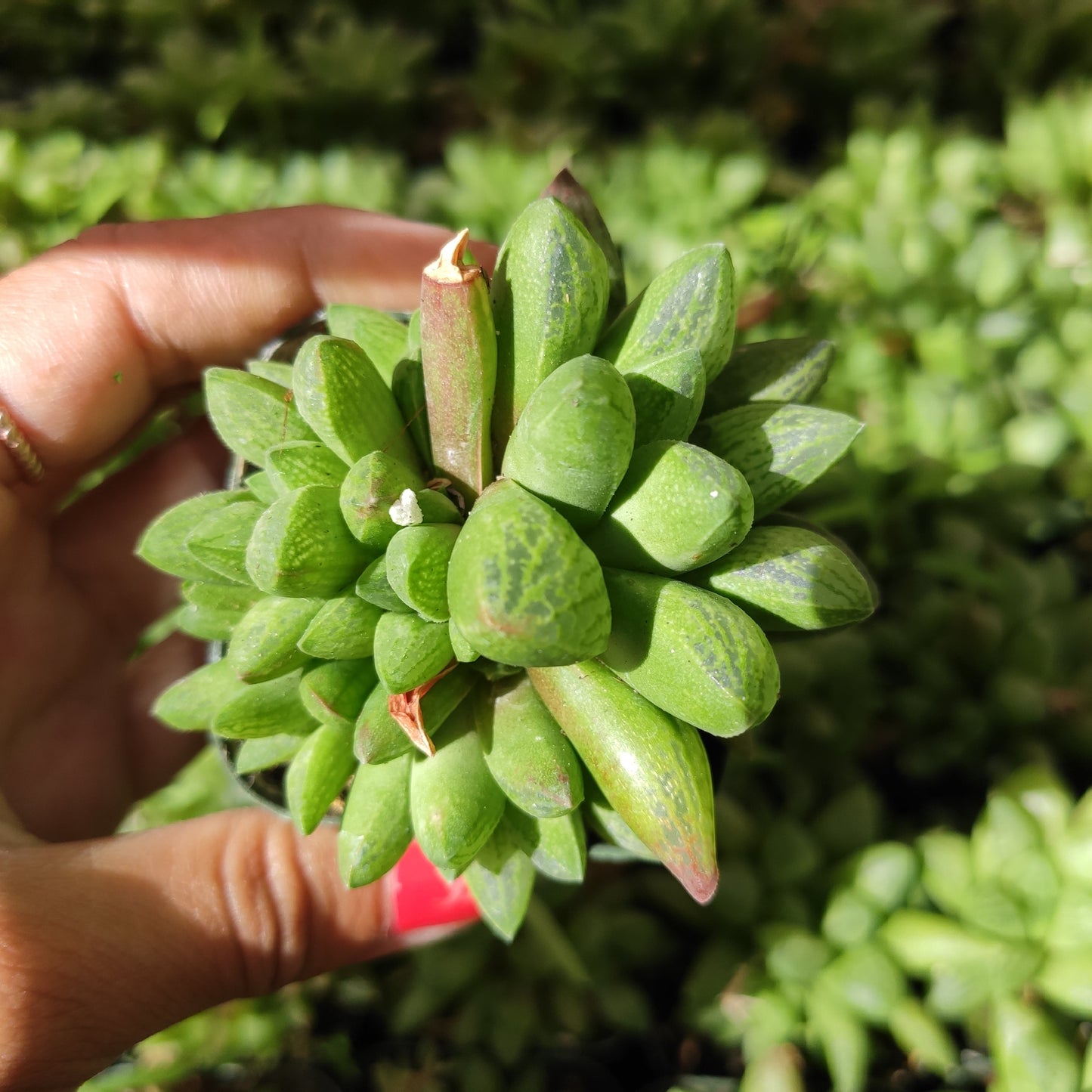 Haworthia turgida X