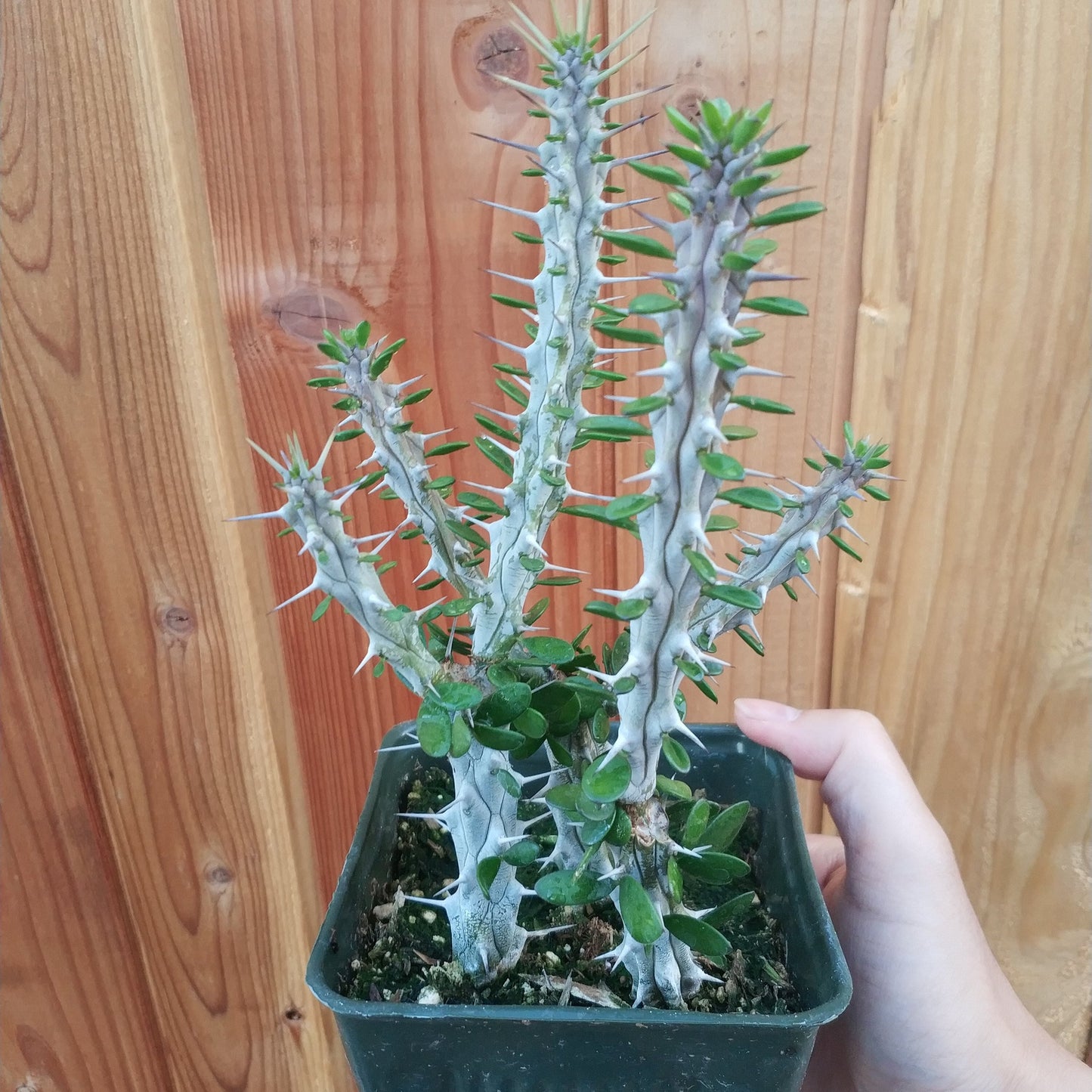 Alluaudia procera 'Madagascar Ocotillo'