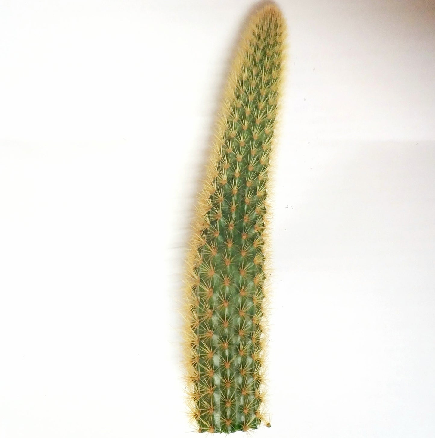 Cleistocactus winteri Golden Rat Tail