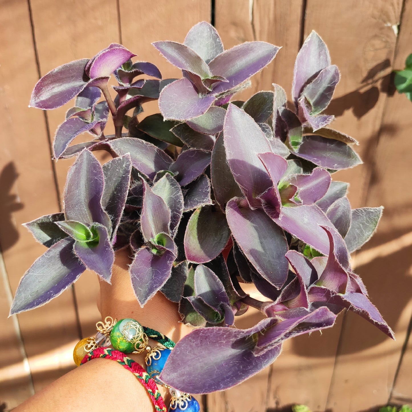 Tradescantia pallida 'Pale Puma' Wandering Dude