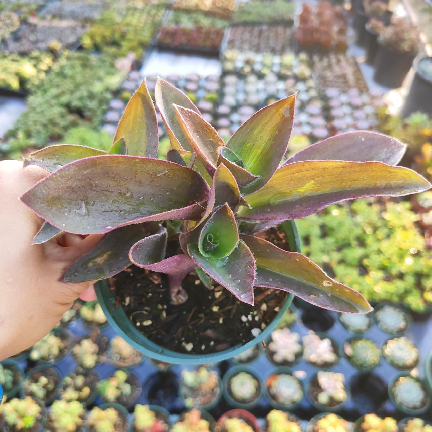 Tradescantia pallida 'Pale Puma' Wandering Dude