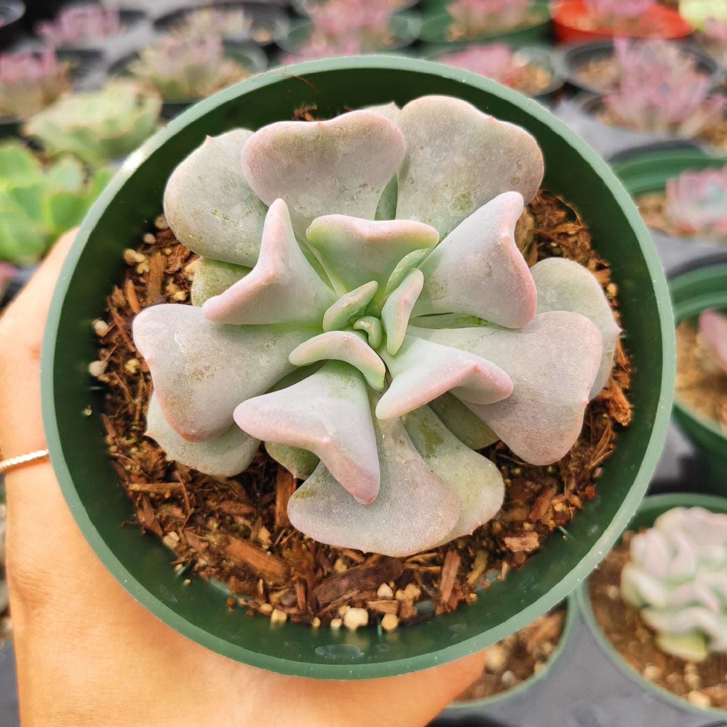 Echeveria 'Cubic Frost'