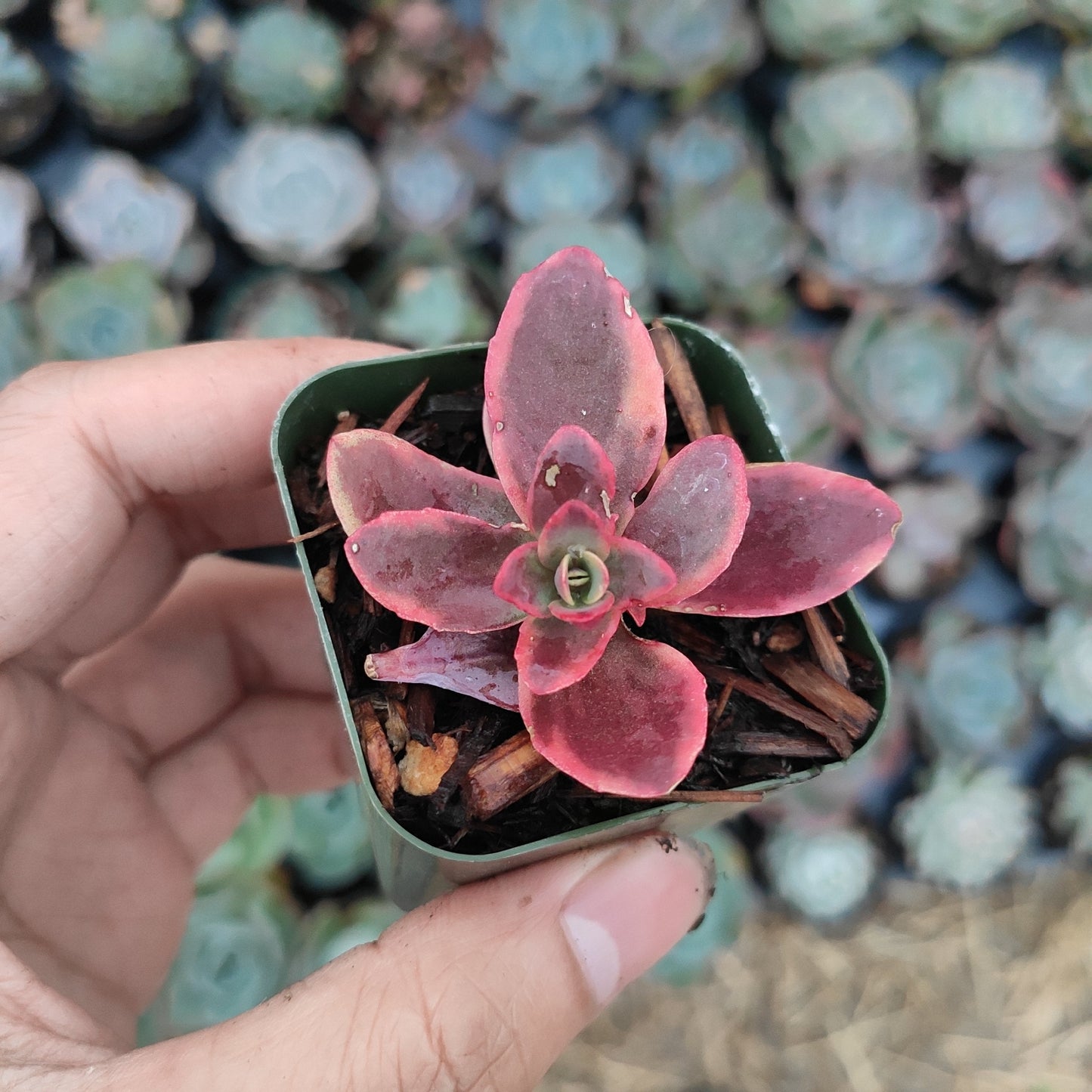 SunSparkler® Sedum 'Wildfire'