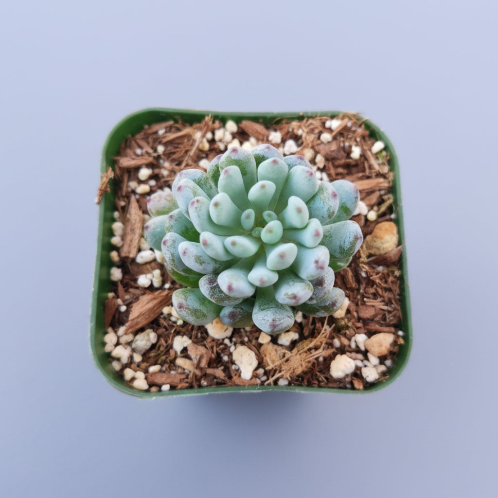 Graptopetalum pachyphyllum 'Bluebean'