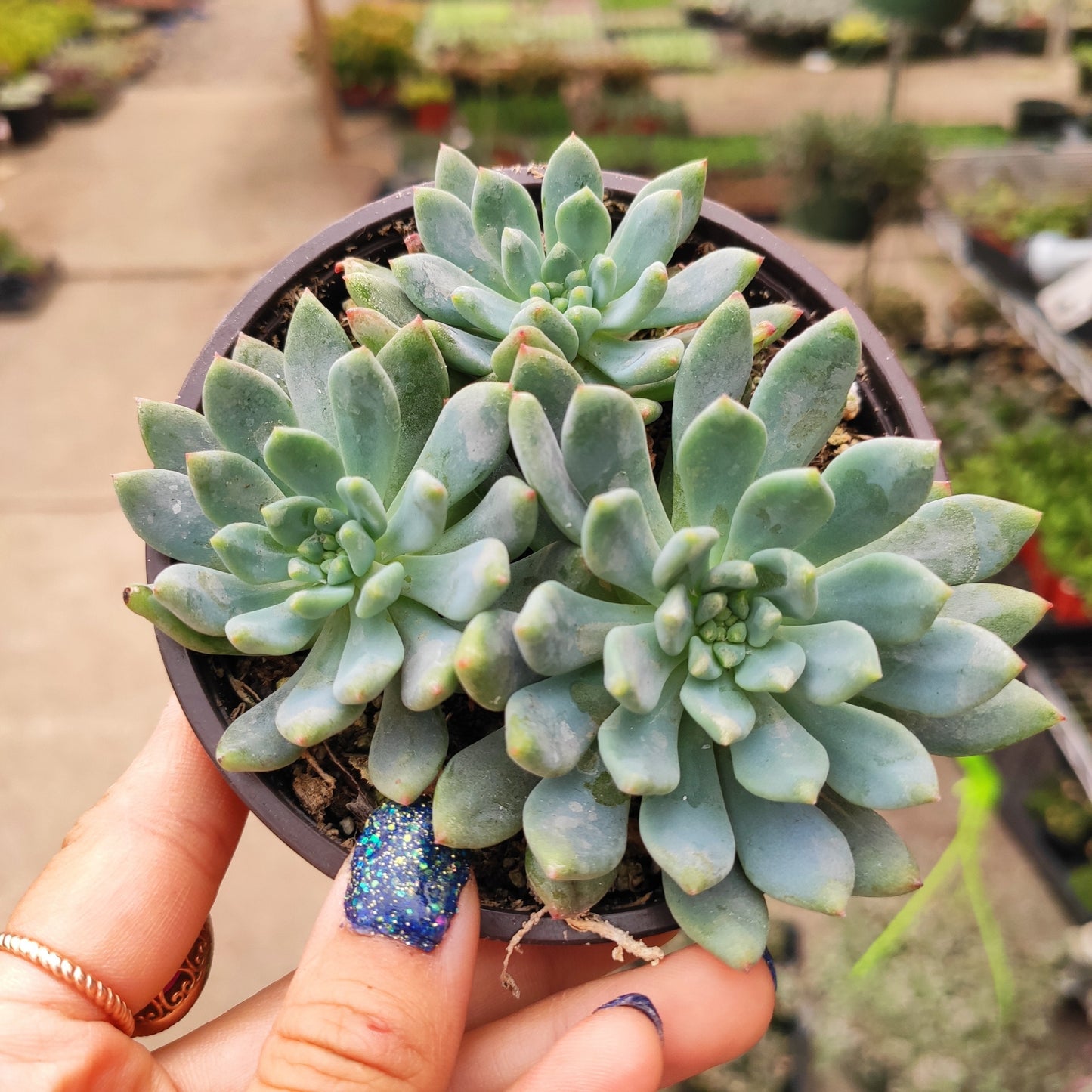 Sedeveria 'Blue Elf'